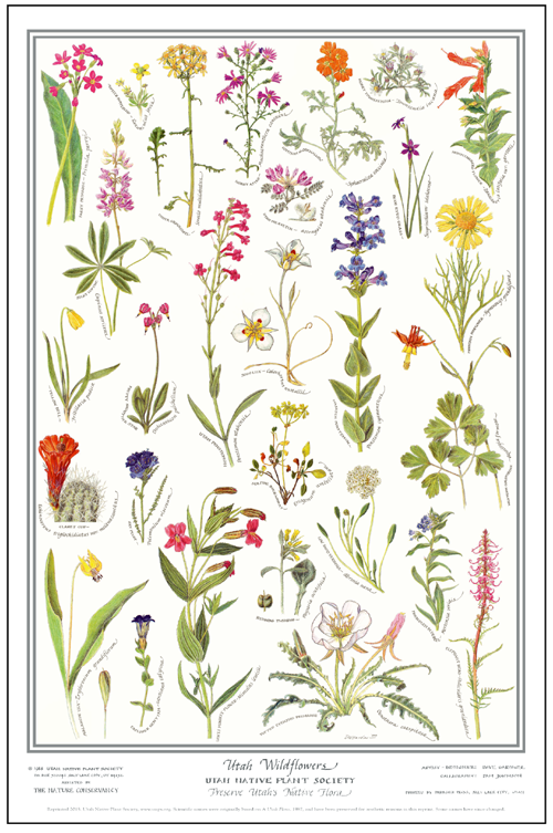 Utah Wildflowers poster
