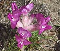 Astragalus utahensis flower courtesy Tony Frates