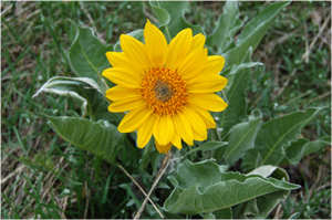 Arrowleaf Balsamroot, Salt Lake County, Utah, April 30, 2008 Copyright 2008 Tony Frates