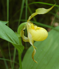 Cypripedium calceolus 6/26/08 Tony Frates