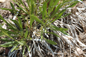 Petradoria pumila var. pumila  SL Co 7/16/10 Tony Frates