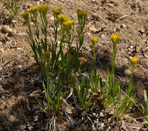 Petradoria pumila var. pumila  SL Co 7/16/10 Tony Frates