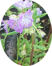 Phacelia linearis Tony Frates 5/03