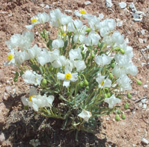 Arctomecon humilis 5/3/04 Tony Frates
