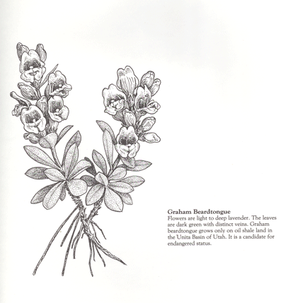 Penstemon grahamii drawing by Kaye Thorne