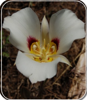 Sego Lily 6/9/08 Tony Frates
