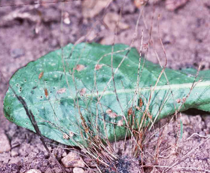 Cyperaceae