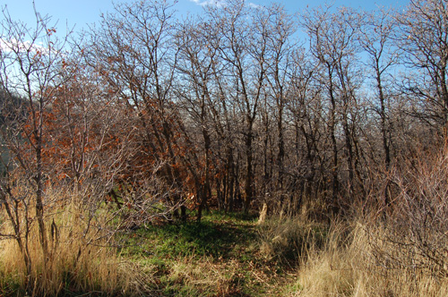 Gambel's oak showing arborescent form Olympus Hills Park