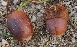 Quercus gambelii mature fallen acorns