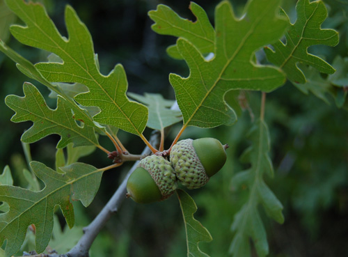 Quercus gambelii acorns and leaves