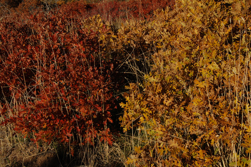 Quercus gambelii fall red and yellow leaves being invaded by cereal rye