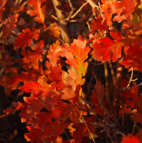 Quercus gambelii red fall leaves