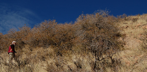 Quercus x pauciloba habitat at George's Hollow, Salt Lake County, Utah