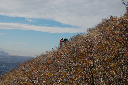 Bill Gray and Chuck Wullstein look at Quercus x pauciloba backcross at George's Hollow, Salt Lake County, Utah