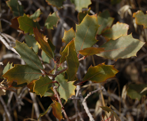 Quercus x pauciloba leaves at George's Hollow, Salt Lake County, Utah