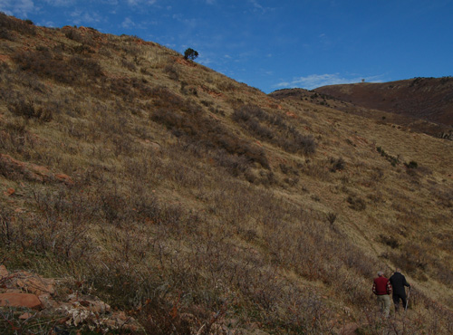 Bill Gray and Chuck Wullstein look heading downhill from Quercus x pauciloba
