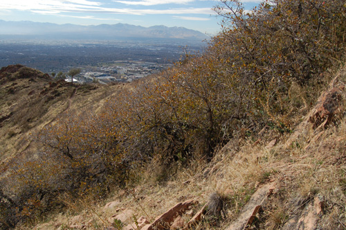 Quercus x pauciloba at George's Hollow over looking the Salt Lake valley