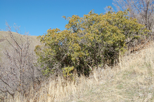 Few-lobed hybrid oak Quercus x pauciloba hybrid of Quercus gambelii and Quercus turbinella