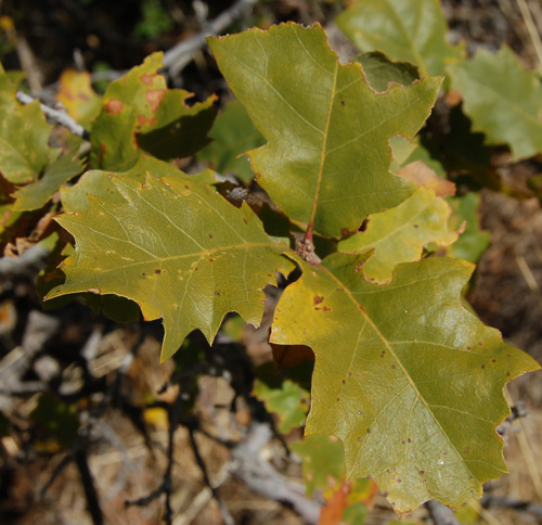 Leaves of Few-lobed hybrid oak Quercus x pauciloba hybrid of Quercus gambelii and Quercus turbinella