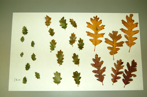 Comparison of leaves of Quercus turbinella, Quercus x pauciloba hybrid, and Quercus gambelii