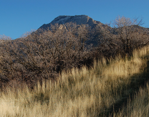 Gambel's oak with Mt. Olympus in background