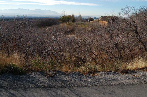 Oak grove at This is the Place Heritage Park