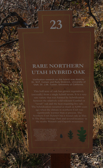 Rare Northern Utah Hybrid Oak sign at This is the Place Heritage Park