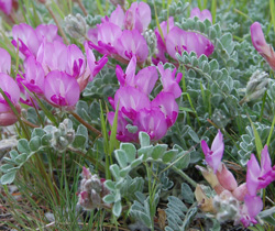 Astragalus utahensis 4/30/08 SL County by Tony Frates
