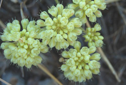 Eriogonum umbellatum 6/19/08 Tony Frates