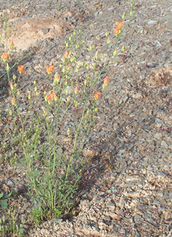 Sphaeralcea gierischii Washingon County, Utah 4/30/05 by Tony Frates