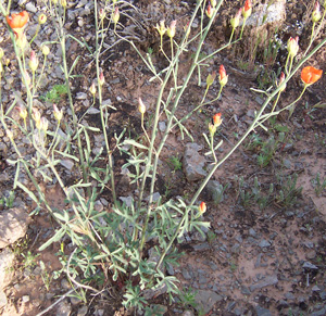 Sphaeralcea gierischii Washingon County, Utah 4/30/05 by Tony Frates