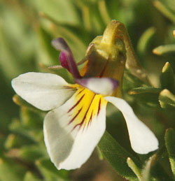 Viola beckwithii 5/2/08 Tony Frates