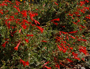 Wild fuchsia 09/27/08 Tony Frates