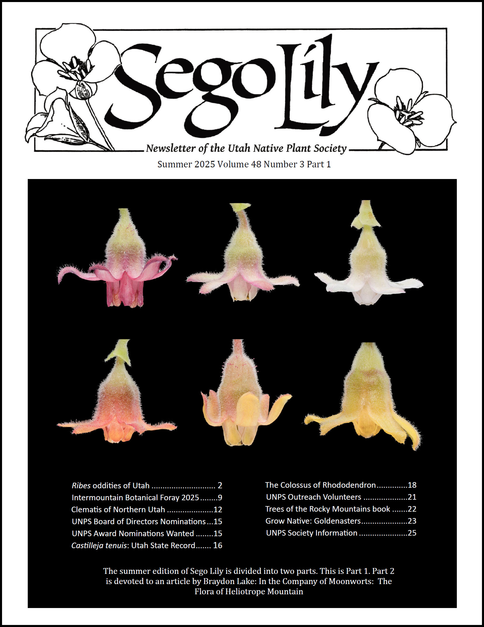 Sego Lily 2025 Summer Issue