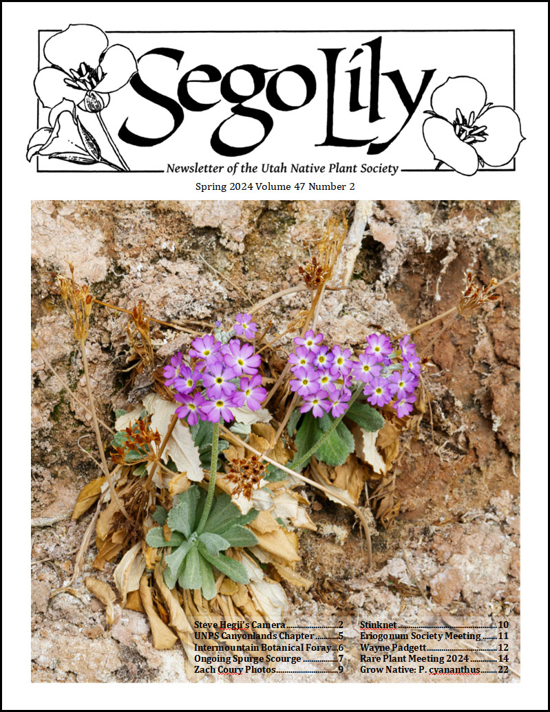 Sego Lily November 2023