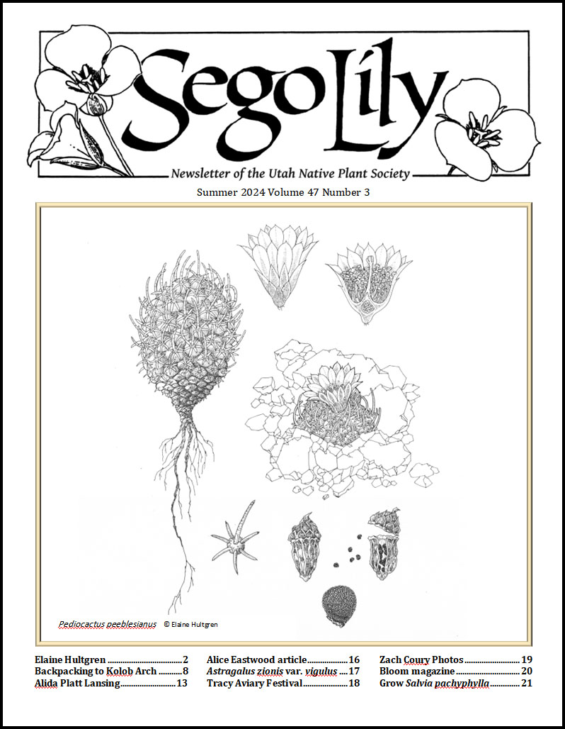 Sego Lily November 2023