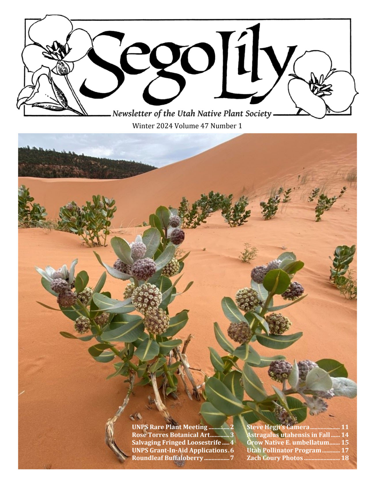 Sego Lily November 2023