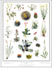 Threatend and Endangered plants poster